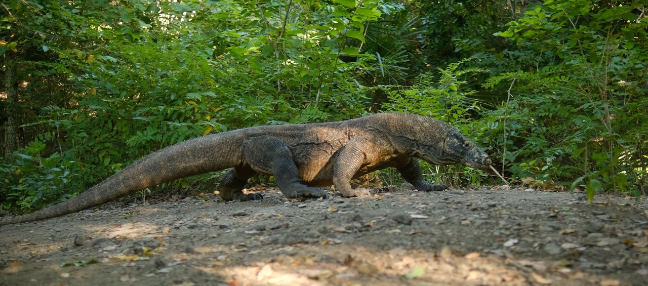 Komodo Day 2